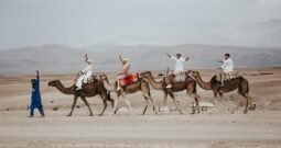 Desert Agafay Dromedary Tour