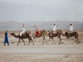 Desert Agafay Dromedary Tour